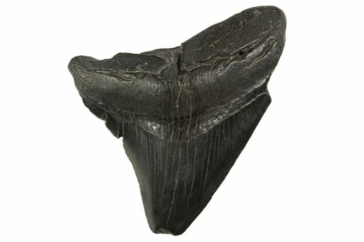 Fossil Posterior Megalodon Tooth - South Carolina #331484